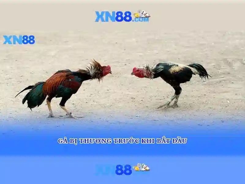 Tỷ Lệ Cược XN88