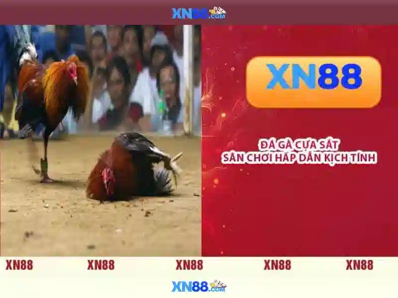 Trang Chu XN88