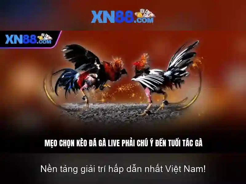 Trải Nghiệm Cá Cược Slot Tại XN88
